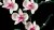 LEGO ICONS 10311 CREATOR ORCHIDEA STORCZYK KWIATY KLOCKI BOTANICAL