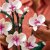 LEGO ICONS 10311 CREATOR ORCHIDEA STORCZYK KWIATY KLOCKI BOTANICAL